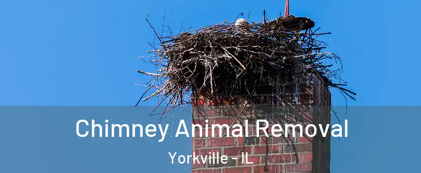 Chimney Animal Removal Yorkville - IL