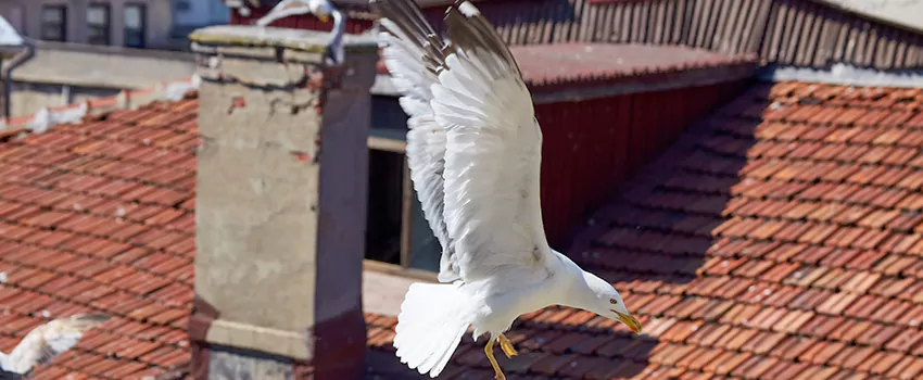 Residential Chimney Animal Removal Solution in Yorkville, IL